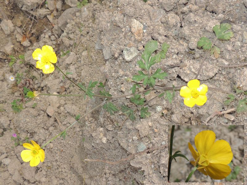 Ranunculus in Tartagine (Haute Corse)